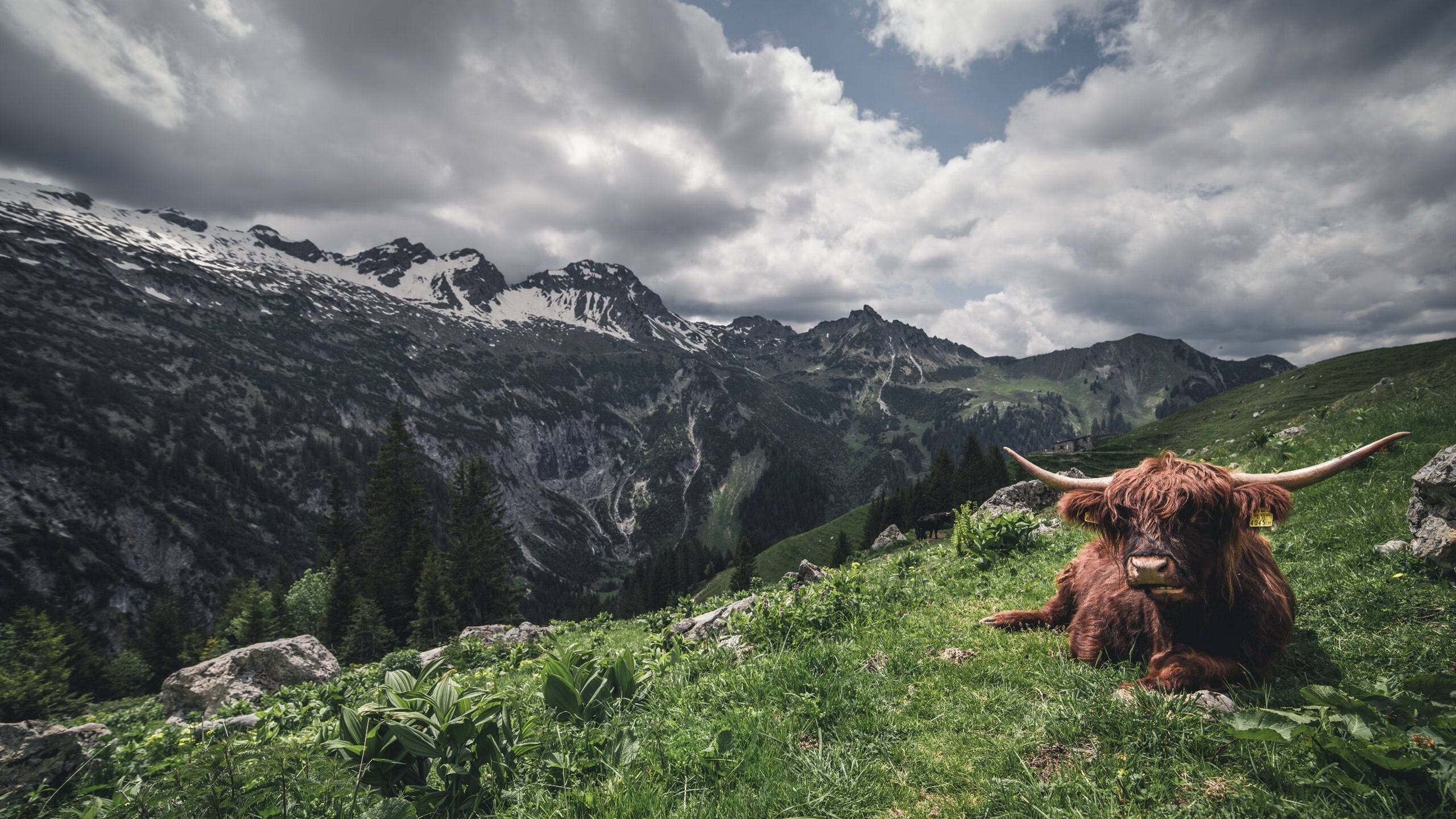 非洲雄鹰的咆哮与中场大师的魔术，足球之夜的双重奏