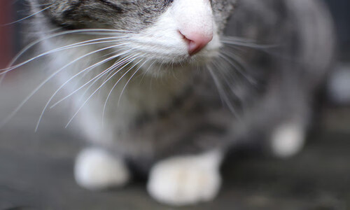 卡塔尔爆冷法国,赖斯的反足球教科书如何点燃世界杯战术革命