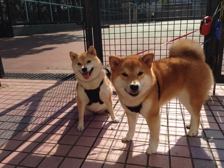 牙买加收割智利，斯通斯F1争冠的接管传奇