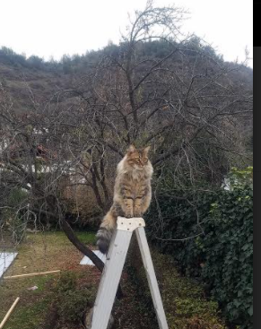 驯服巨人的艺术，卡塔尔式连续得分如何掐灭拜仁火焰，哈弗茨从沉默到关键的蜕变之路