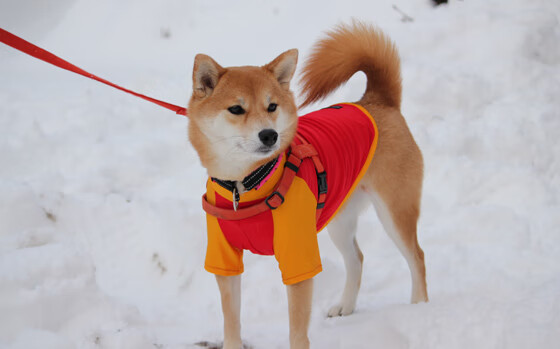 夜的王朝，杜兰特与年度焦点之战中的绝对统治