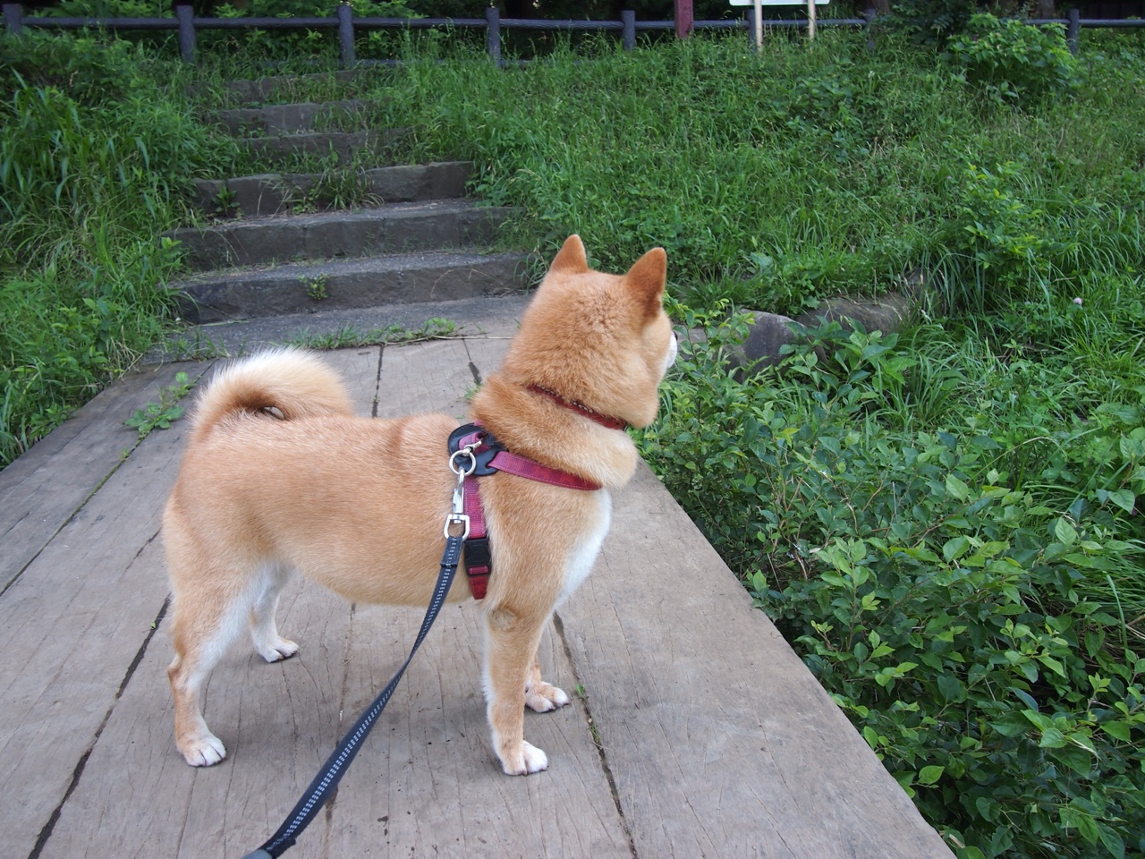 当罗德里遇见那不勒斯，一场关于控制的地中海叙事