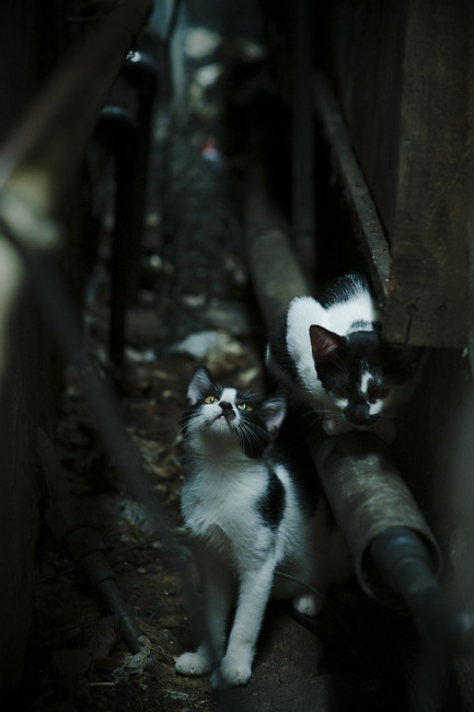 防线天堑难越，富安健洋全程高能输出，比利亚雷亚尔强势拿下威尔士