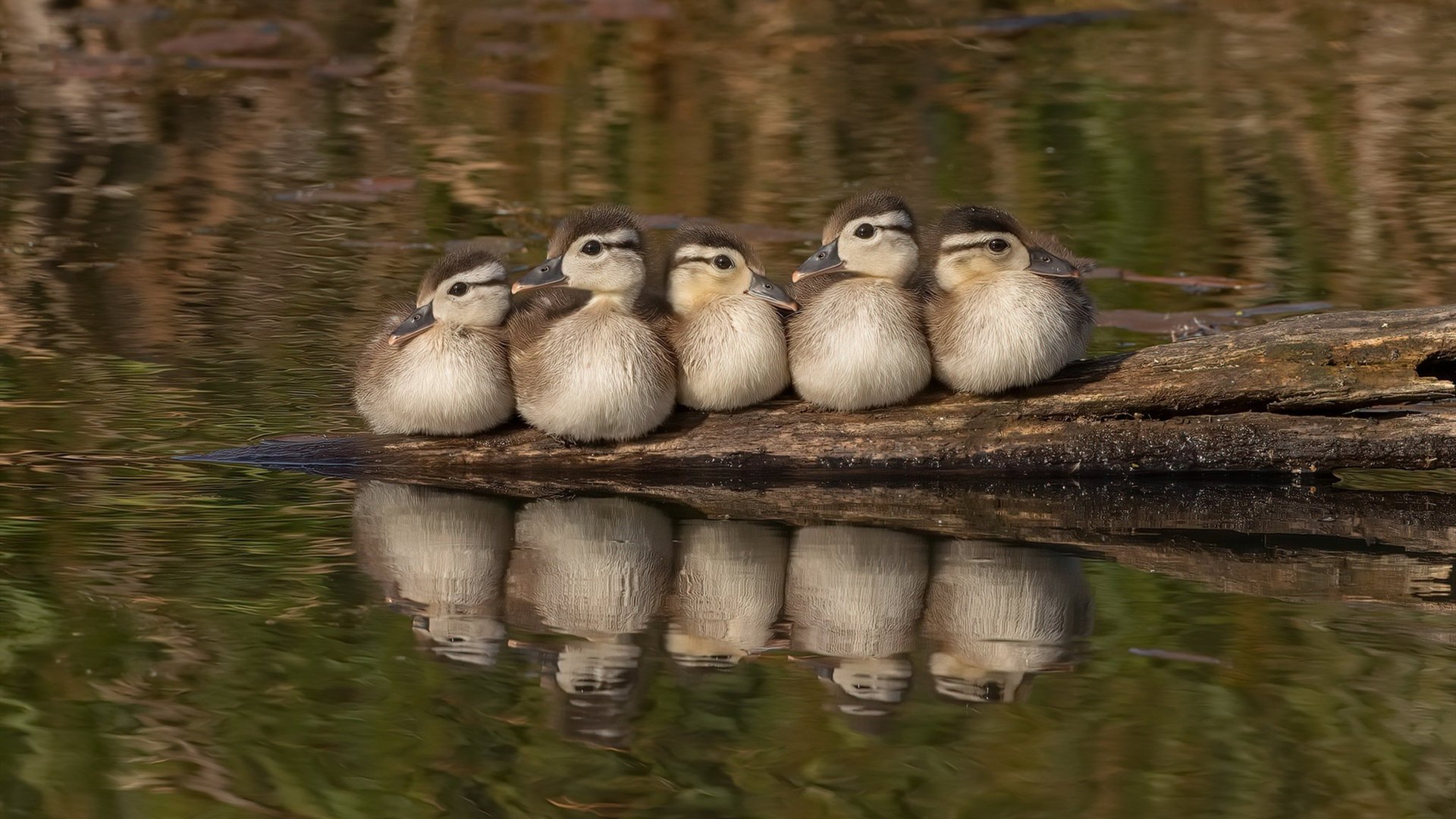 永恒之城的双刃剑，当卡马文加的关键变奏，击碎瑞典的北欧童话
