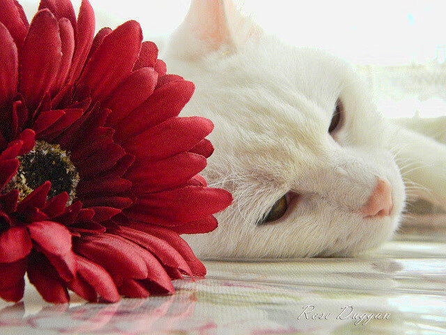 当欧洲魔术师遇上黄河怒吼,一场跨越大洋的篮球对话