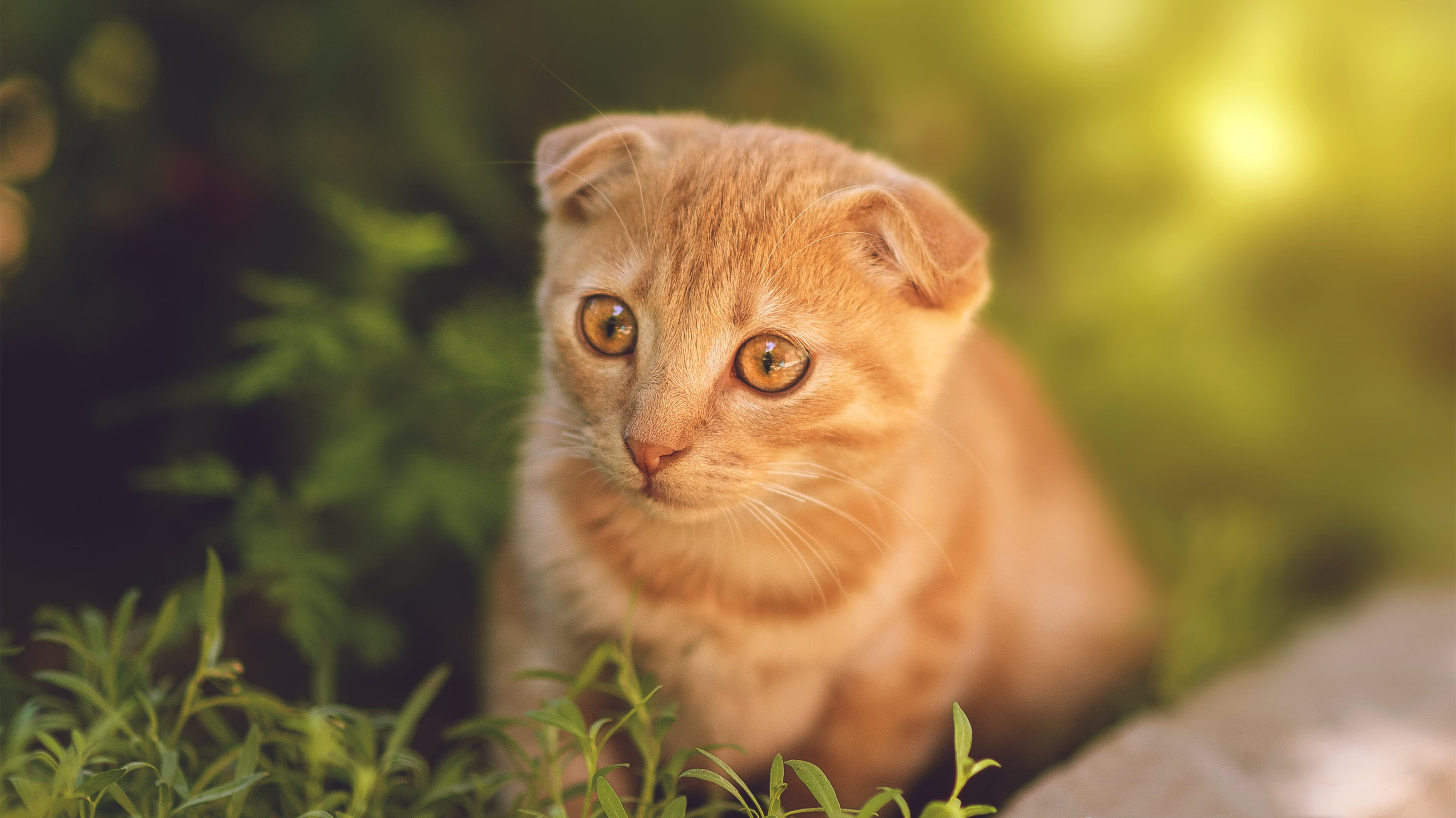 冰封极光与热带风暴，当团队纪律碾碎天赋，个人英雄主义接管终局