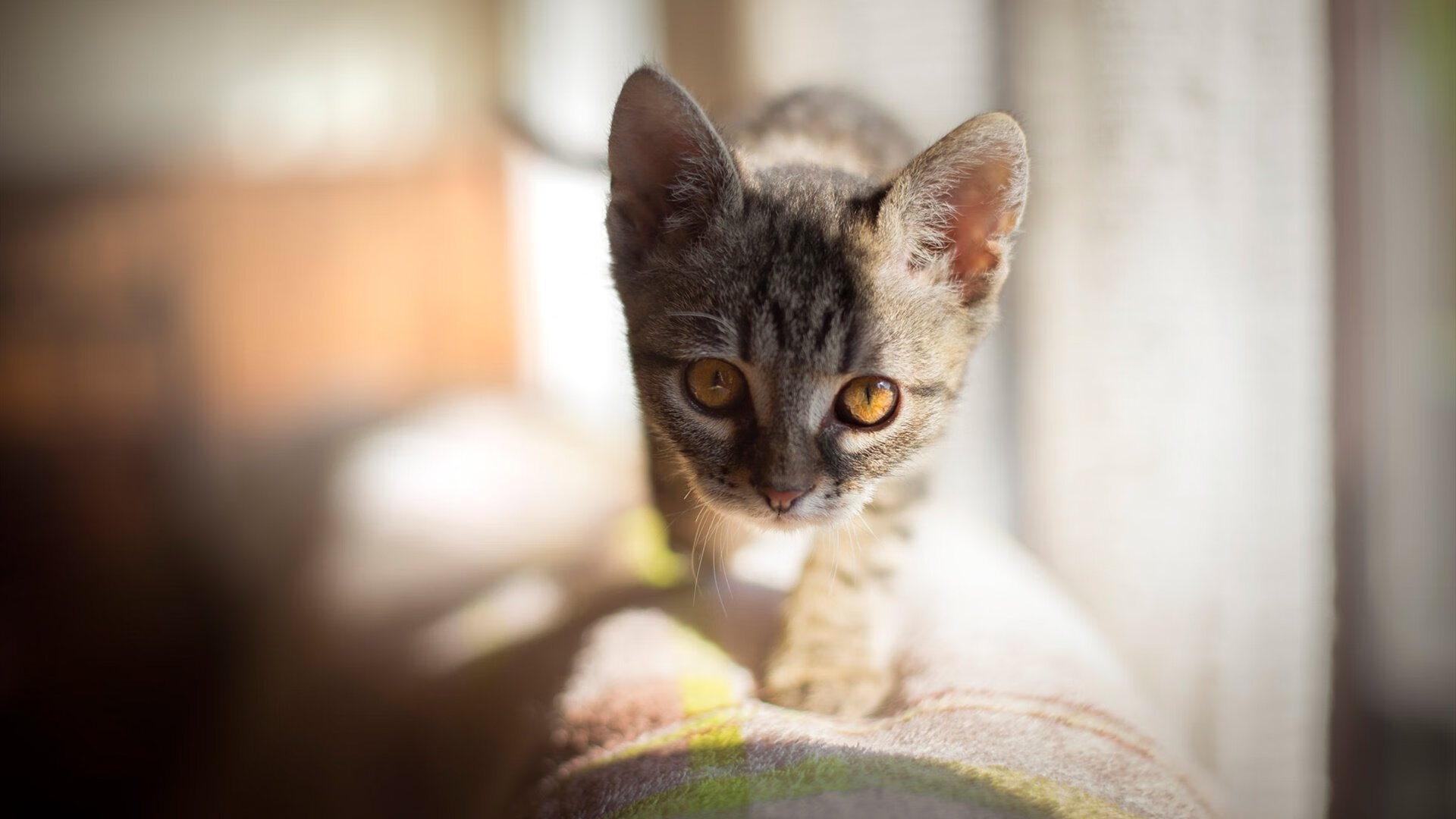 希腊神话新章，雷恩之夜，梅西在别处成为绝对主角