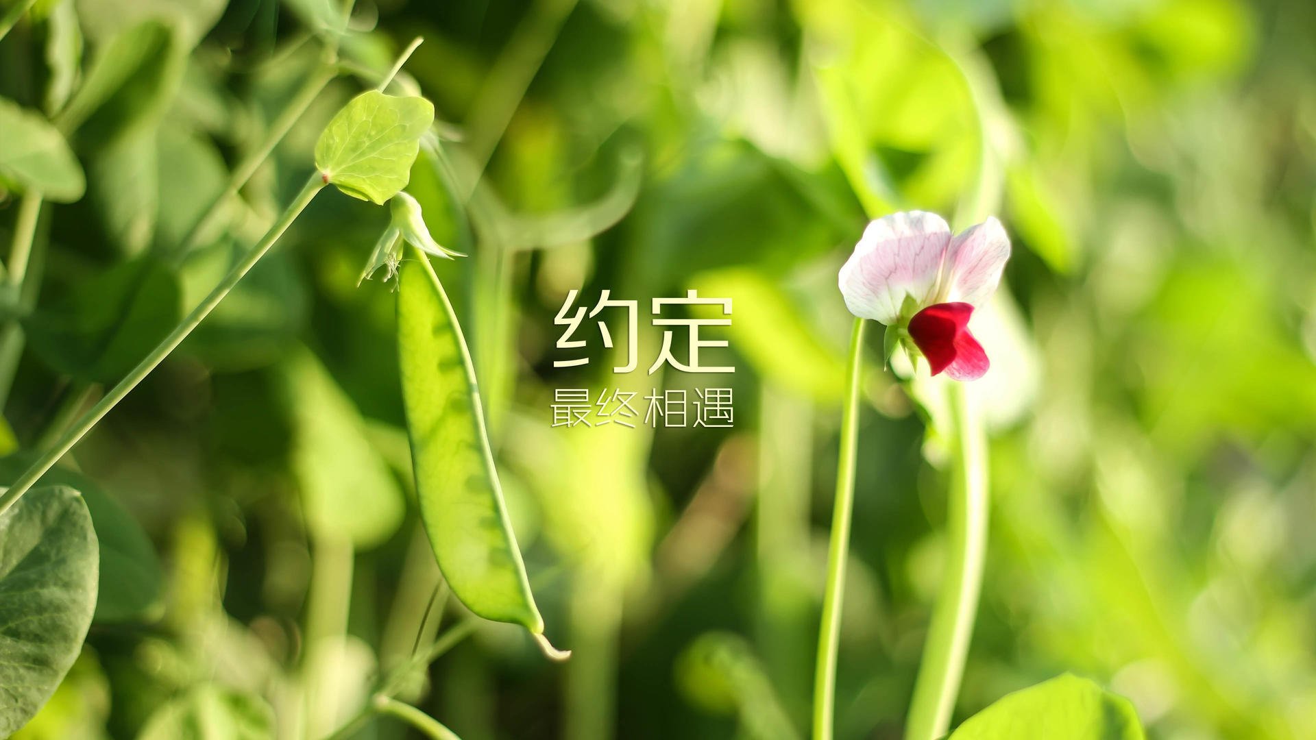 冷冽与烈火的碰撞,当德意志战车在冰原上碾过最后一秒—2026世界杯F组焦点战全景纪实